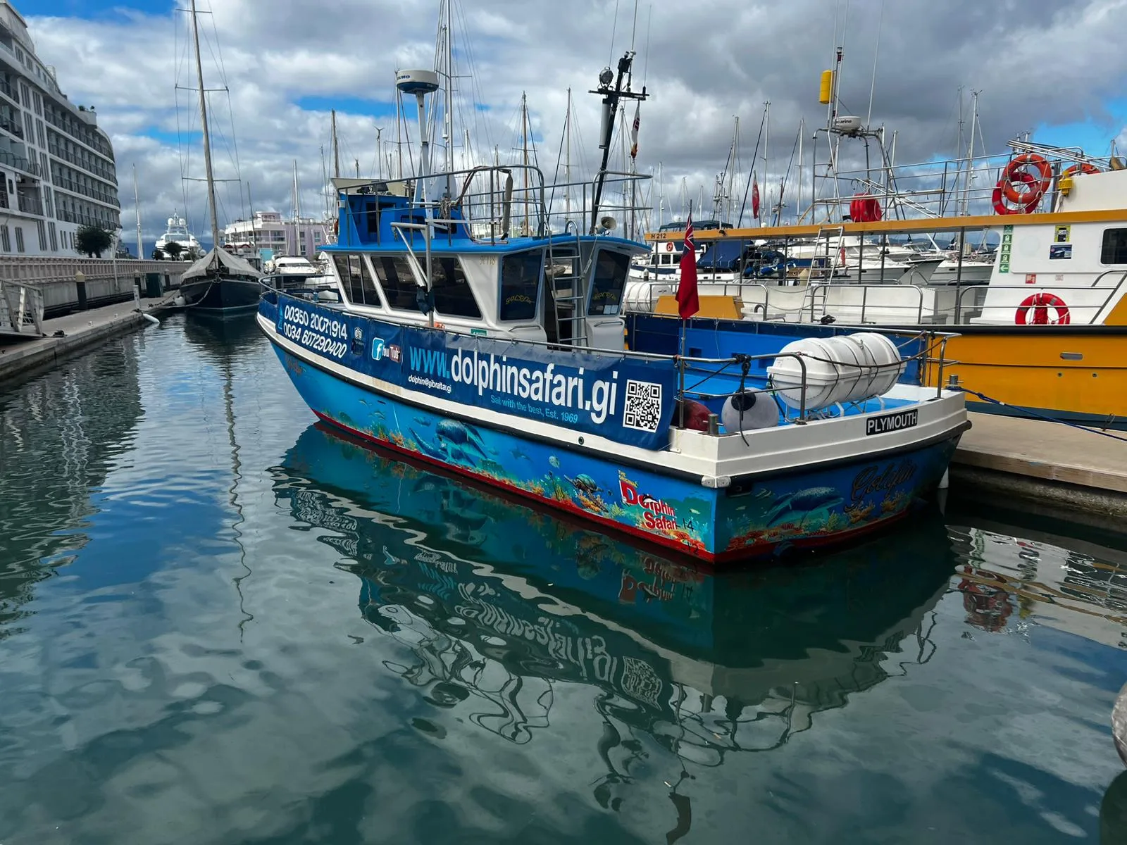 dolphin safari