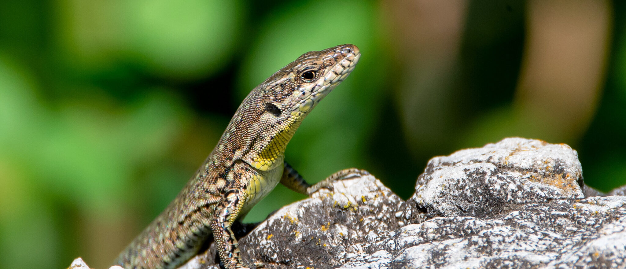 Ticket Check • Gibraltar Nature Reserve